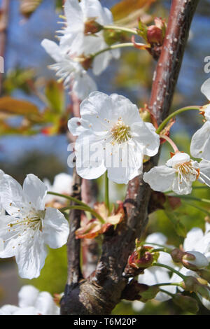 Image en gros plan d'un arbre à cerises douces en pleine floraison - John Gollop Banque D'Images