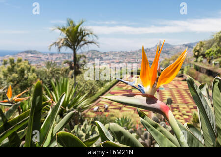 Strelitzia dans jardin botanique de Funchal à Madère Banque D'Images