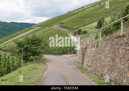 Par Countryroad vignobles allemands le long de la rivière Mosselle Banque D'Images