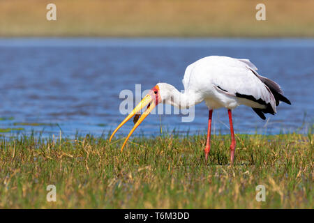 Yellow-billed stork, la faune de l'Afrique Botswana Banque D'Images