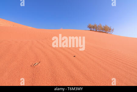 Sauterelle sur le sable rouge au désert du Wadi Rum, Jordanie. Banque D'Images