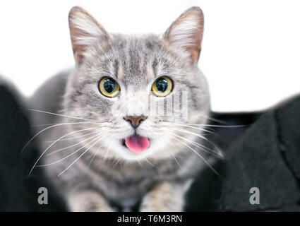 Un chat tabby shorthair domestique gris coller sa langue Banque D'Images