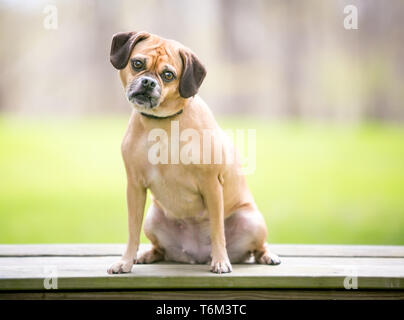 Un Beagle / Pug ('Puggle'') mixed breed dog écoute avec une inclinaison de tête Banque D'Images