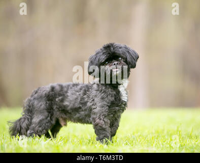 Un Shih Tzu noir dog standing outdoors Banque D'Images