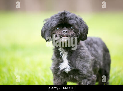 Un Shih Tzu noir dog standing outdoors Banque D'Images