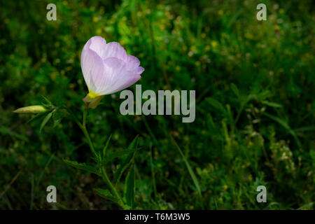 Un signe certain de l'arrivée du printemps est la primevère, Primula vulgaris ou. C'est un petit fleur qui est l'un des premiers à fleurir au printemps. Banque D'Images