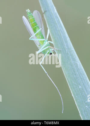 Les Chironomidae, communément connu sous le nonbiting chironomides, midge, ou lac fly Banque D'Images