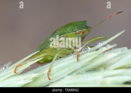 Green Shield bug, ou stink bug, Palomena prasina Banque D'Images