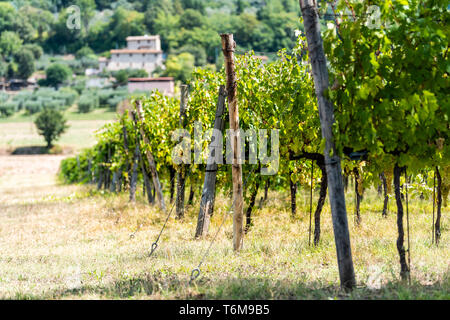 Rangées de Grechetto grappes suspendues grapevine bunch à Assise, Ombrie Italie vineyard winery avec bâtiments en arrière-plan Banque D'Images