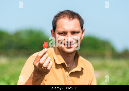 Happy smiling Young Man picking la fraise au champ vert ferme pendant au printemps la tenue d'une Banque D'Images