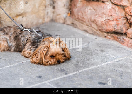 Un adorable chien mignon triste visage fatigué animal couché avec petit chien pedigree laisse en Italie street Banque D'Images