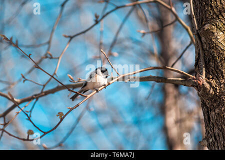 La mésange oiseau perché sur la branche d'arbre sous le soleil de printemps en Virginie avec fleurs de cerisiers en fleurs et bourgeons bleu ciel Banque D'Images