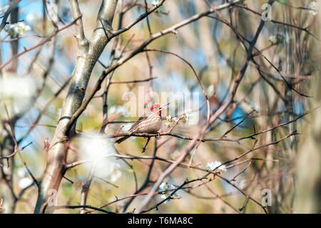 Un mâle red house finch mexicanus Haemorhous Direction générale de l'oiseau perché sur le printemps ensoleillé en Virginie avec des fleurs sur cherry blossom tree Banque D'Images