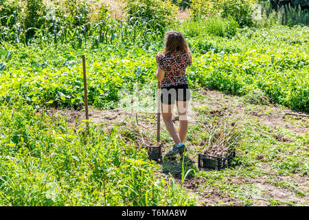 Happy young woman girl agriculteur avec pelle la récolte de nombreux tas de récolte d'ail dans les boîtes ou agricole permanent jardin Banque D'Images
