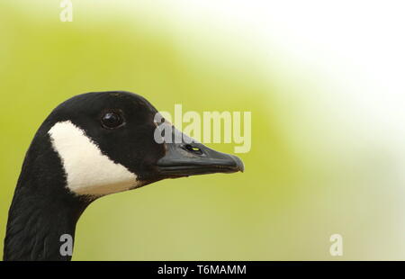 Close up portrait of Canada goose (Branta canadensis) contre l'arrière-plan foncé. Midlands, UK, avril 2019 Banque D'Images