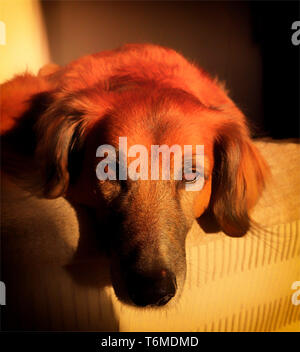 Chien de race Setter rouge pour une période indéterminée (Croix) se trouvant dans le soleil couchant, Nerja, Costa del Sol, Andalousie, Espagne Banque D'Images