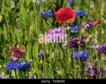 Libre d'une prairie fleurie en été Banque D'Images