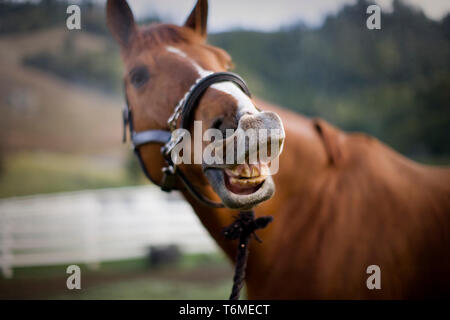 Portrait d'un cheval brun montrant c'est les dents. Banque D'Images