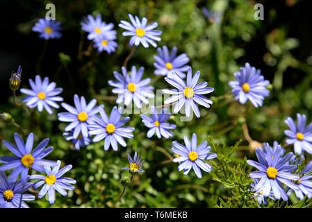 Marguerites mauves. Banque D'Images