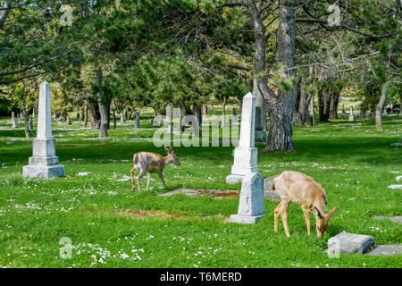 Cerfs dans cimetière Ross Bay, Victoria, (Colombie-Britannique), Canada Banque D'Images