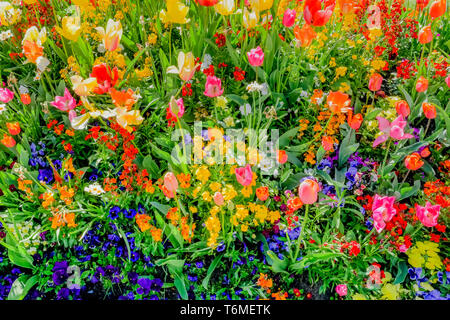 Printemps coloré fleur lit avec des tulipes et pensées Banque D'Images