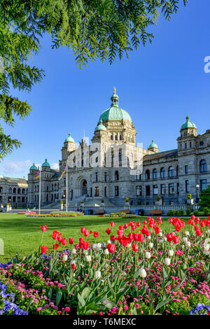 Tulip bed, Assemblée législative de la Colombie-Britannique, Victoria, Colombie-Britannique, Canada Banque D'Images