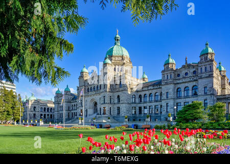 Tulip bed, Assemblée législative de la Colombie-Britannique, Victoria, Colombie-Britannique, Canada Banque D'Images