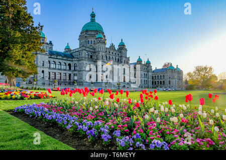 Tulip bed, Assemblée législative de la Colombie-Britannique, Victoria, Colombie-Britannique, Canada Banque D'Images