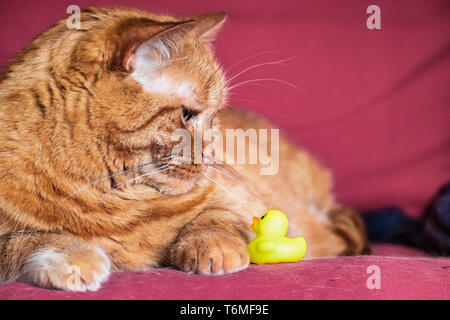 Half-Persian cat orange assise sur un sofa, en regardant un peu jaune canard en plastique ; Banque D'Images