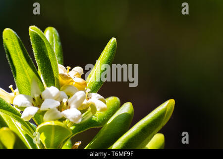 Close up of Japanese Pittosporum (Pittosporum tobira) fleurs ; fond sombre, en Californie Banque D'Images