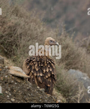 Himalayan griffon vulture vautour est un vieux monde dans la famille Accipitridae. Cette espèce se trouve le long de l'Himalaya et les plat tibétain Banque D'Images