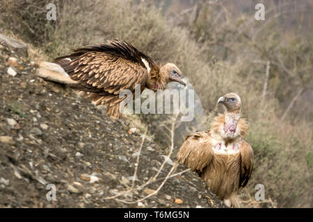 Himalayan griffon vulture vautour est un vieux monde dans la famille Accipitridae. Cette espèce se trouve le long de l'Himalaya et les plat tibétain Banque D'Images