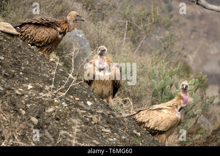 Himalayan griffon vulture vautour est un vieux monde dans la famille Accipitridae. Cette espèce se trouve le long de l'Himalaya et les plat tibétain Banque D'Images