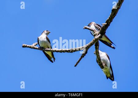 Trois l'Hirondelle bicolore (Tachycineta bicolor) reposant sur un fond de ciel bleu ; Banque D'Images