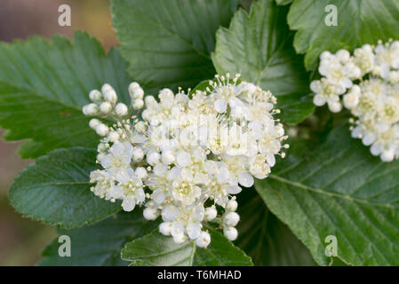 Sorbus intermedia Quercus palustris suédois printemps fleurs blanches on twig Banque D'Images