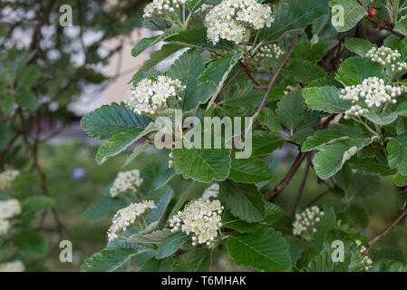 Sorbus intermedia Quercus palustris suédois printemps fleurs blanches on twig Banque D'Images