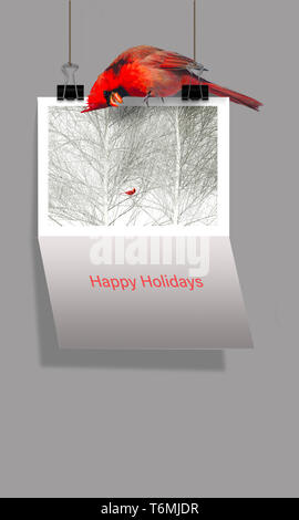 Pour les vacances de Noël un cardinal rouge se trouve au-dessus de la carte de Noël qui dispose d'un cardinal dans une photographie. La carte indique de bonnes vacances. Banque D'Images