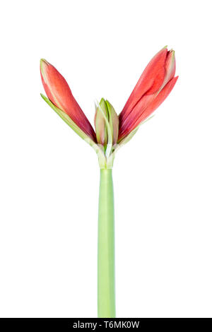 Amaryllis commence juste à fleurir sur un fond blanc Banque D'Images