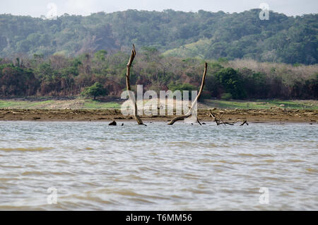 Sécheresse touche Lac Alajuela et rivière Chagres qui fournit la majeure partie de l'eau nécessaire au fonctionnement de l'Panama. Banque D'Images