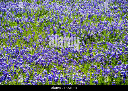 Ciel couvert de prés le lupin (Lupinus nanus) fleurs sauvages, au nord de la réserve écologique de Table, d'Oroville, Californie Banque D'Images