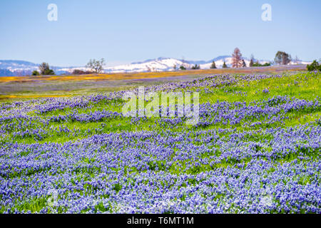 Ciel couvert de prés le lupin (Lupinus nanus) fleurs sauvages, au nord de la réserve écologique de Table, d'Oroville, Californie Banque D'Images