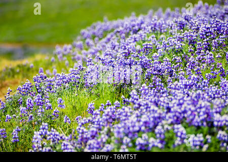 Ciel couvert de prés le lupin (Lupinus nanus) fleurs sauvages, au nord de la réserve écologique de Table, d'Oroville, Californie Banque D'Images