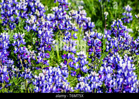 Ciel couvert de prés le lupin (Lupinus nanus) fleurs sauvages, au nord de la réserve écologique de Table, d'Oroville, Californie Banque D'Images
