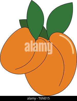 Deux de couleur orange vif abricot qui sont de tailles différentes avec des feuilles vertes vector dessin en couleur ou de l'illustration Illustration de Vecteur