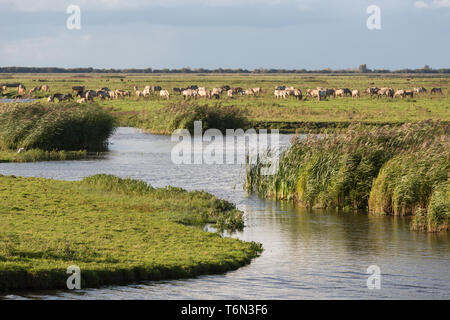 Des zones humides néerlandais avec les chevaux dans le Parc National de Oostvaardersplassen Banque D'Images