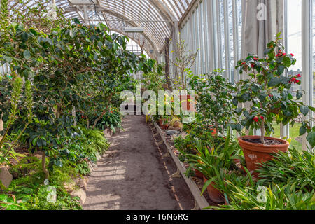 Serre tropicale avec des plantes et des cactus Banque D'Images