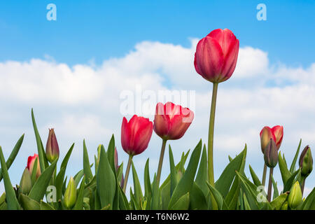 Tulipes rouges sous un ciel bleu ensoleillé Banque D'Images