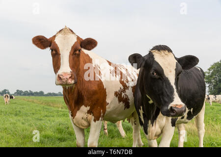 Les vaches en pâturage néerlandais curieux Banque D'Images