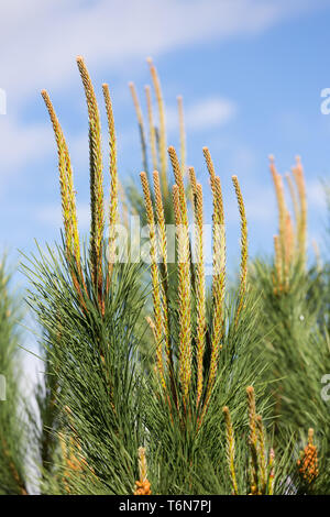 Les aiguilles d'un pin (Pinus sylvestris) Banque D'Images