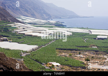 Les grandes plantations de bananes à La Palma, Îles Canaries Banque D'Images